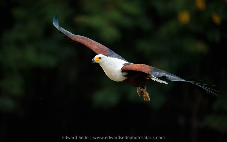 Wildlife image from photo safari with edward selfe.