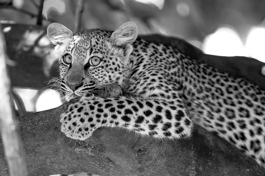Images of wildlife from photo safari with edward selfe in the south luangwa np.