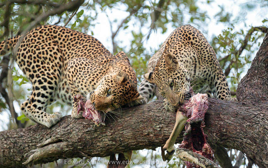 Wildlife image from photo safari with edward selfe.