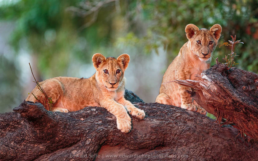 Wildlife image from photo safari with edward selfe safaris.