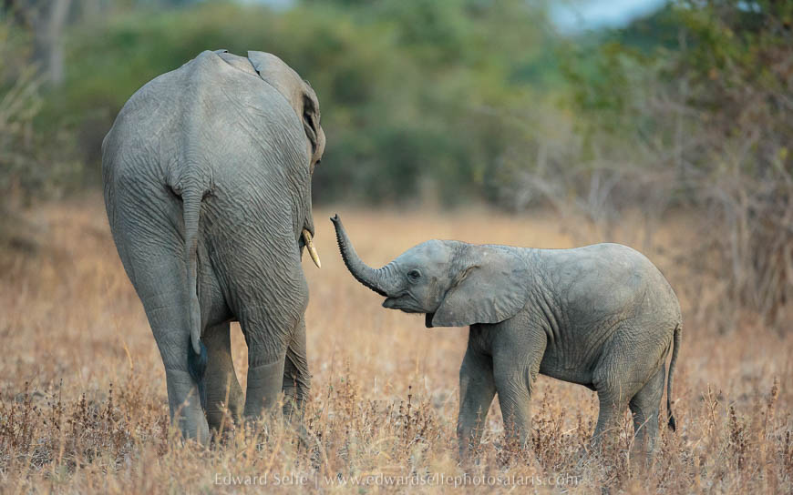 Elephants greet on photo safari in south luangwa national park.