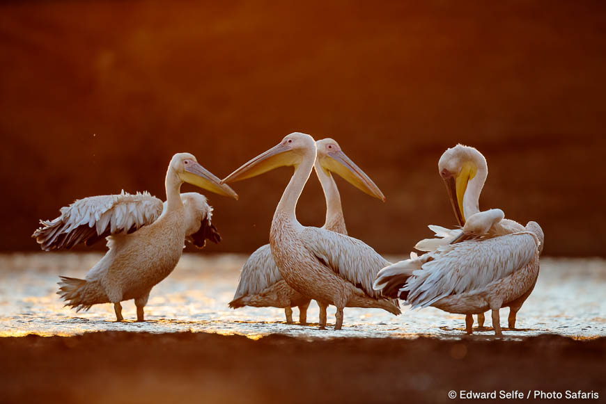 Wildlife image by edward selfe to illustrate the importance of a good background in shot.