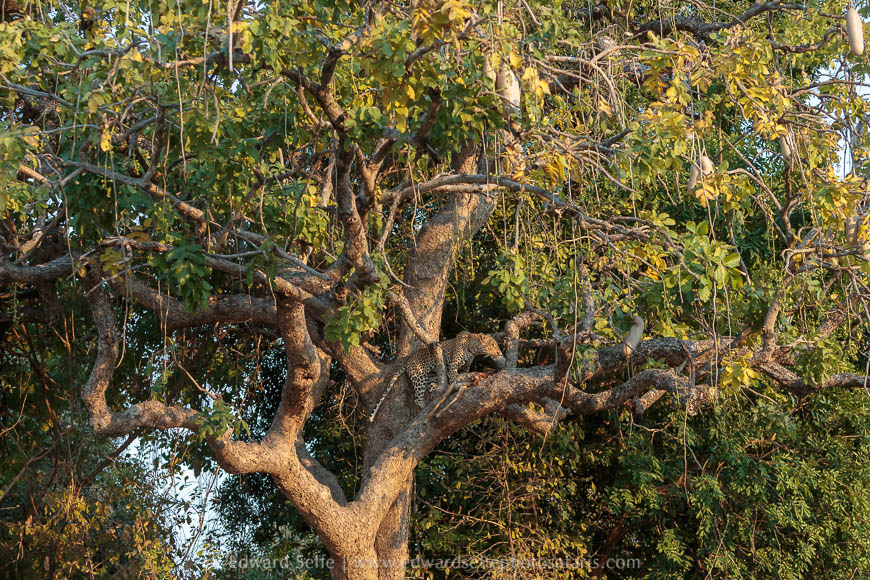A leopard feeds in a sausage tree on photo safari south luangwa national park.