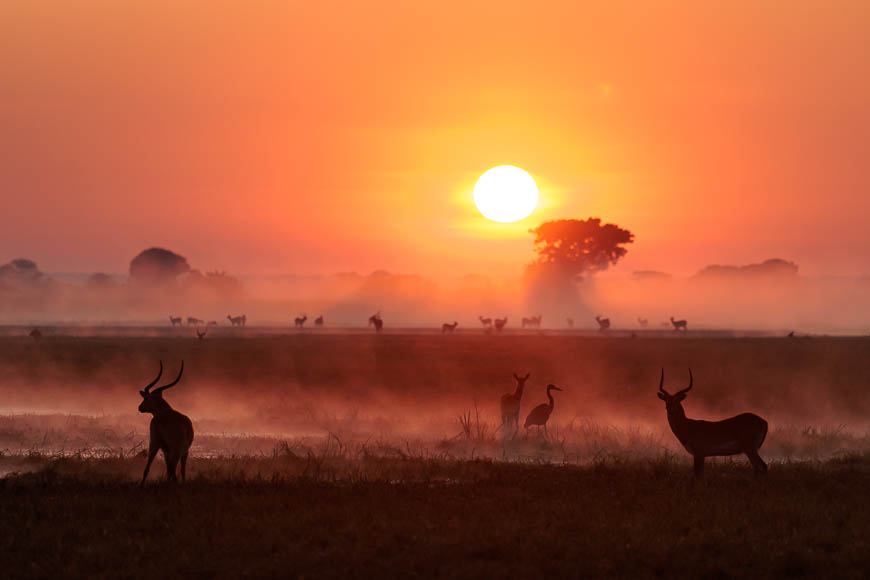 Images of wildlife from photo safari with edward selfe in zambia.