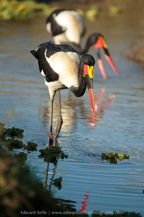 Saddle-billed storks on photo safari in South Luangwa National Park.