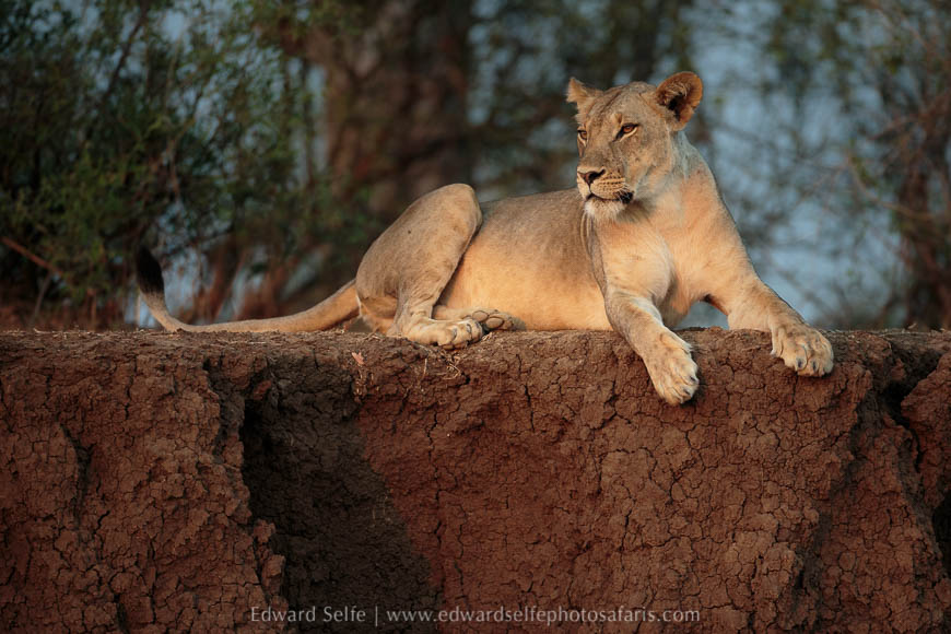 Wildlife image from photo safari with edward selfe in south luangwa national park.