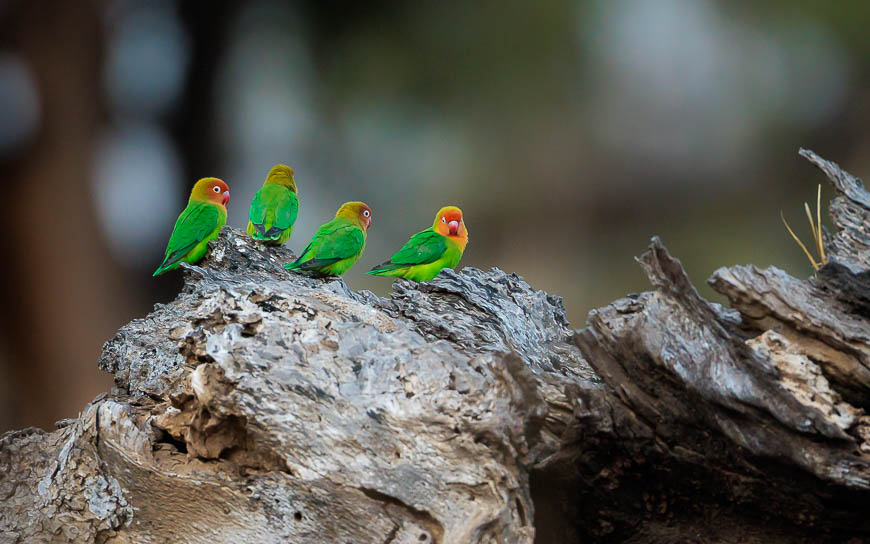 Images of wildlife from photo safari with edward selfe in the nsefu sector.