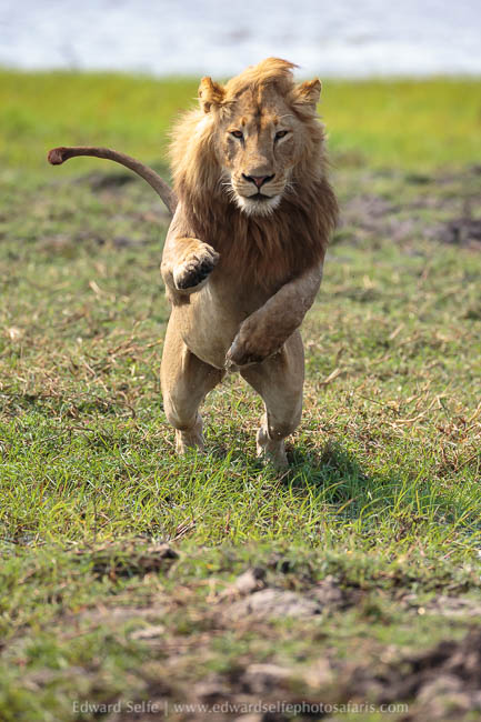Wildlife image from a photo safari with edward selfe.
