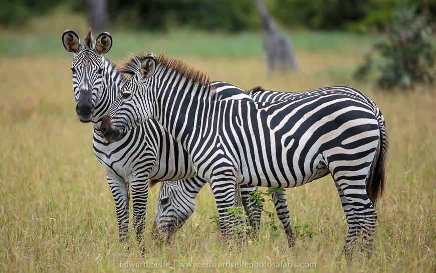 Wildlife image from photo safari in south luangwa with edward selfe.