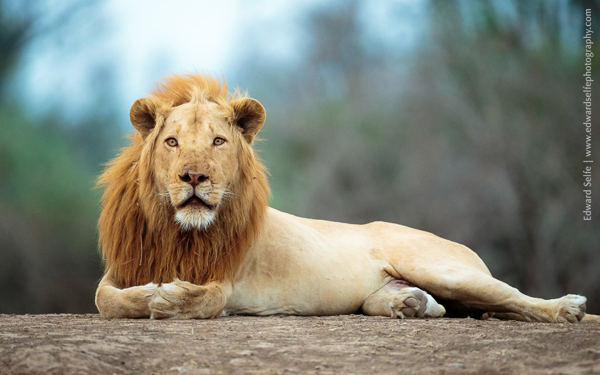 Ginger - the golden lion of South Luangwa has no black pigmentation in his skin.