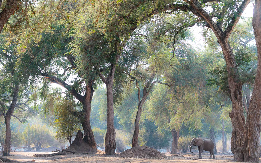 Wildlife image from photo safari with edward selfe safaris.