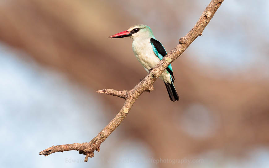 A woodland kingfisher in South Luangwa National Park
