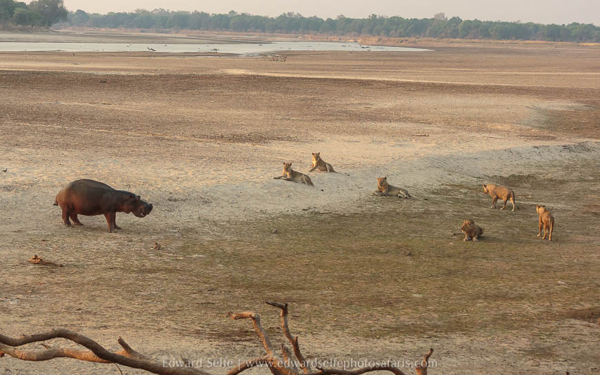 Wildlife image from photo safari with edward selfe in south luangwa national park.