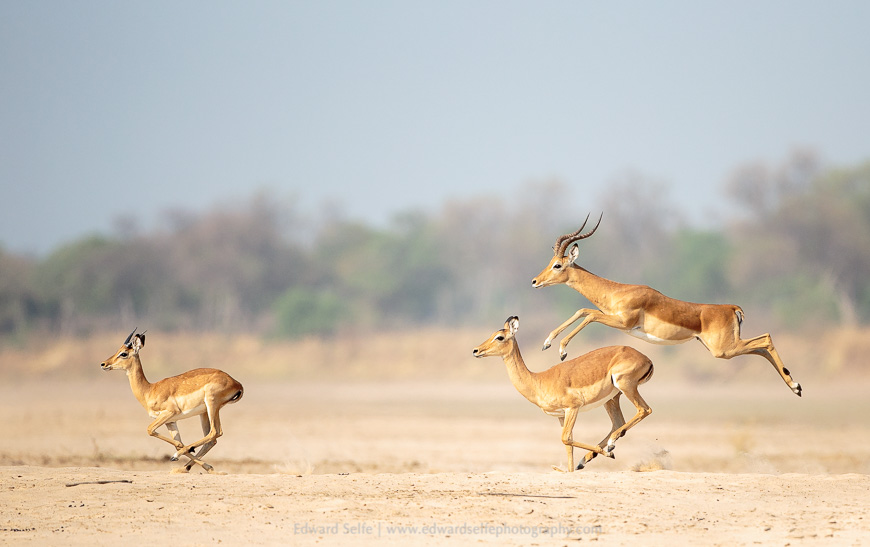 A small group of impalas flee across the sand, in South Luangwa National Park.