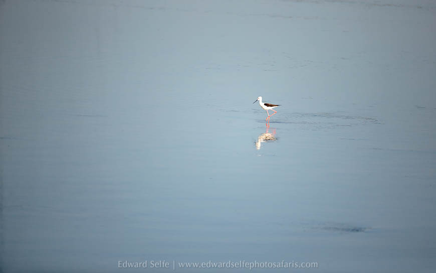 Wildlife image from photo safari with edward selfe in south luangwa national park.