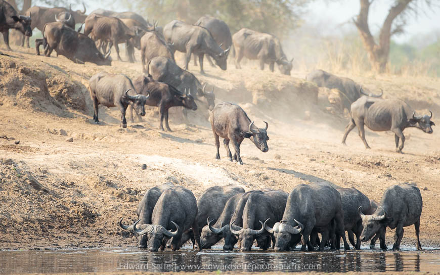 Wildlife image from photo safari with edward selfe in south luangwa national park.