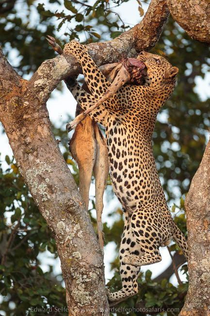 Wildlife image from photo safari with edward selfe in south luangwa national park.
