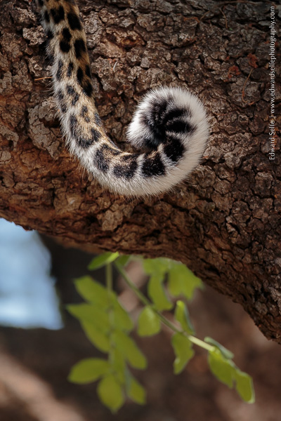 The tail of a leopard curled in a tight spiral.