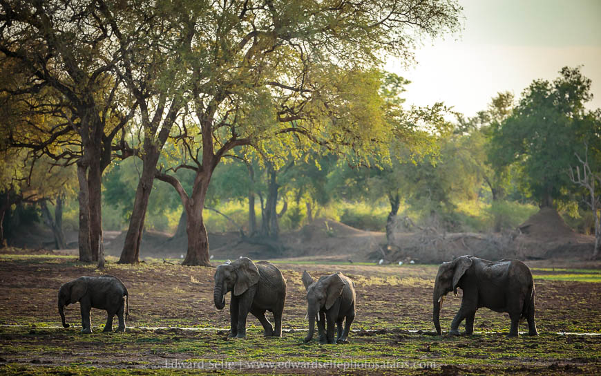 Wildlife image from photo safari with edward selfe.