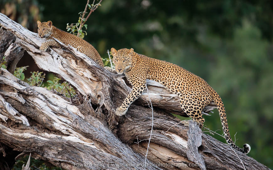 Leopard and her cub on photo safari in South Luangwa National Park.