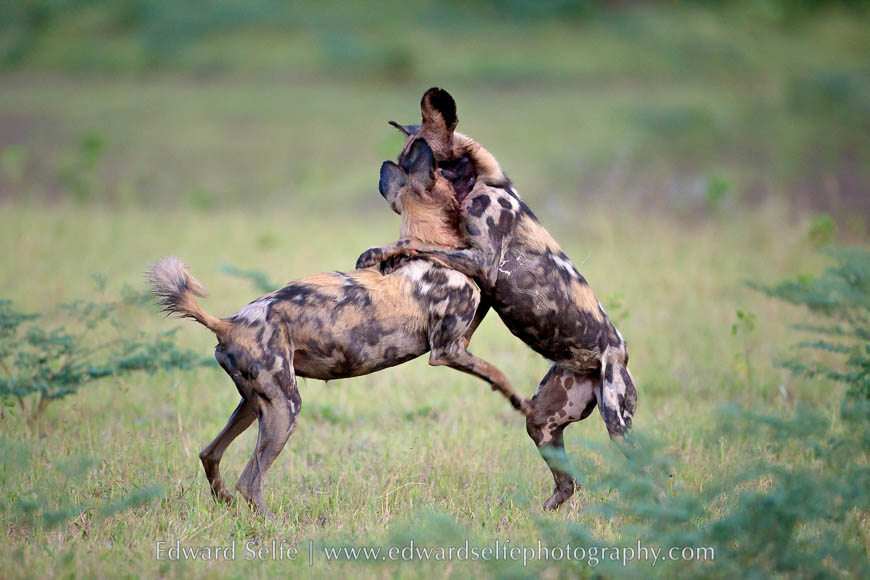 Wild dogs playing in South Luangwa National Park