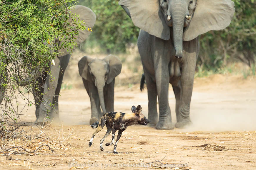 Wildlife image from a photo safari with edward selfe.