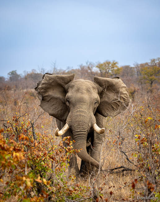 Wildlife image by don magin from a photo safari in zambia and zimbabwe with edward selfe.
