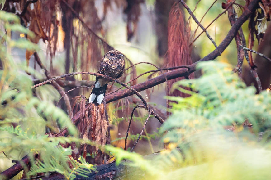 Wildlife image from a photo safari with edward selfe.
