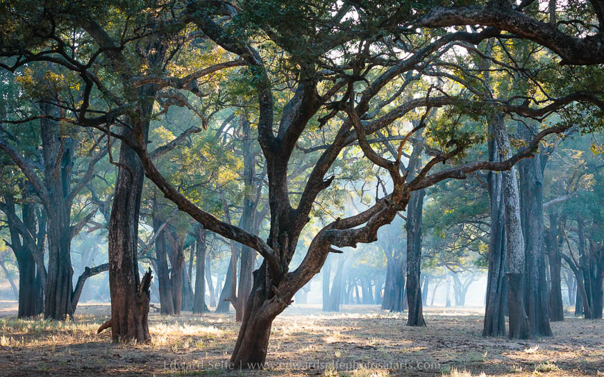Wildlife image from photo safari with edward selfe in south luangwa national park.