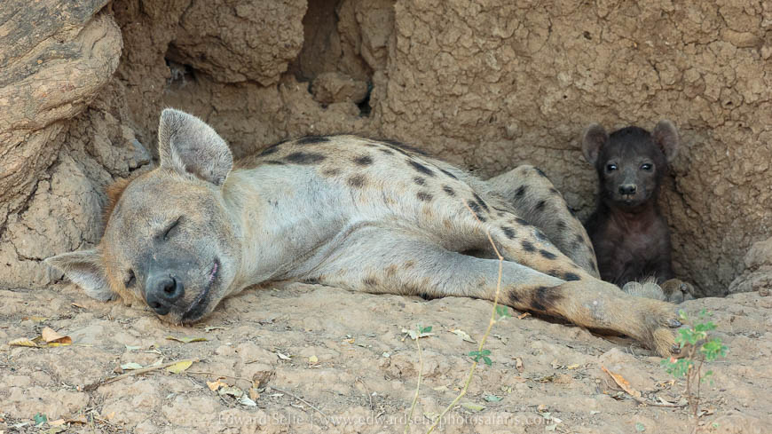 Hyaena and cub at den on photo safari with edward selfe in south luangwa national park.