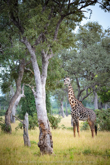 Wildlife image from photo safari in south luangwa with edward selfe.