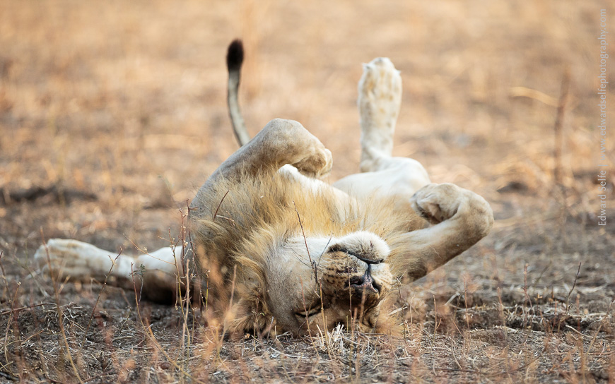 A young male lion spraws on his back in the soft afternoon sunshine.