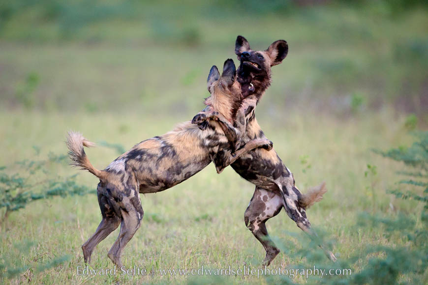 Wild dogs play together after feeding on a carcass in South Luangwa National Park