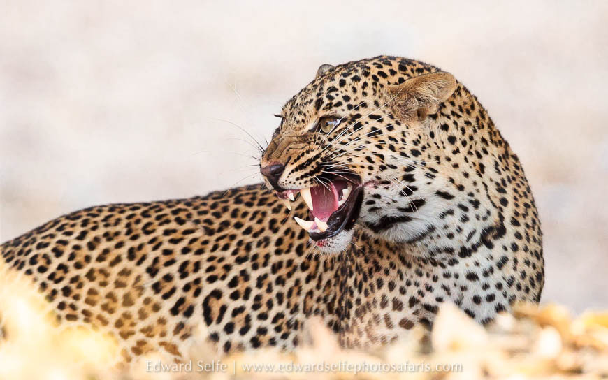 Wildlife image from photo safari with edward selfe.