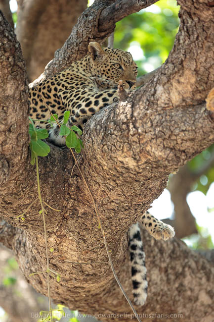 Wildlife image from photo safari with edward selfe in south luangwa national park.