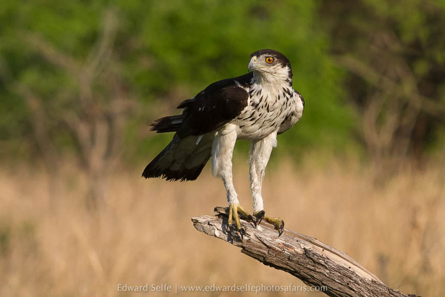Wildlife image from photo safari with edward selfe in south luangwa national park.
