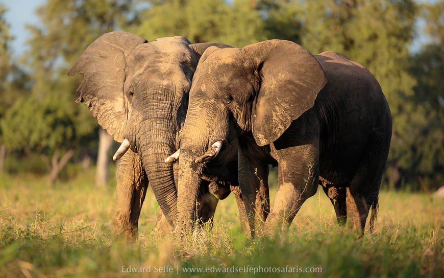 Wildlife image from photo safari with edward selfe.
