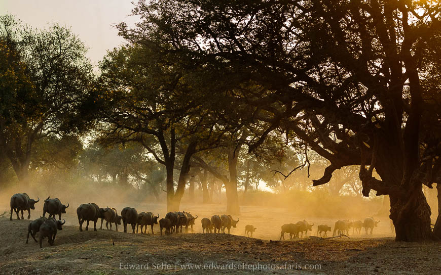Wildlife image from photo safari with edward selfe in south luangwa national park.