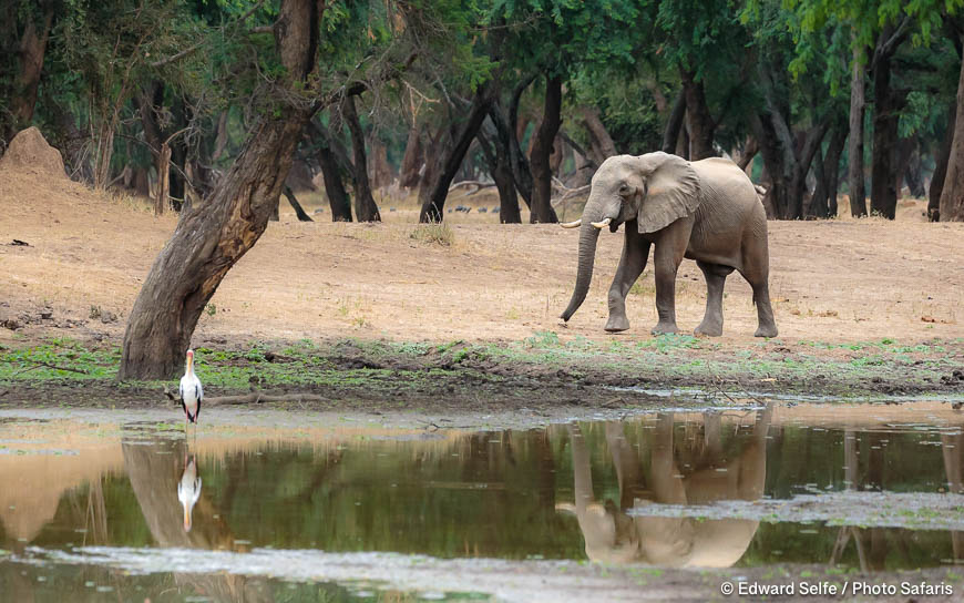 Wildlife image from photo safari with edward selfe.