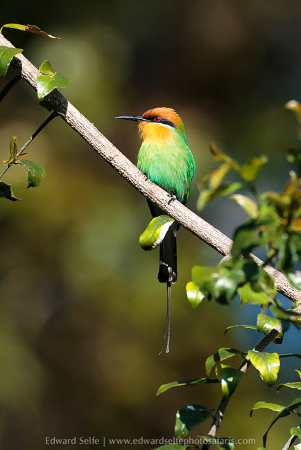 Wildlife image from a photo safari with edward selfe.