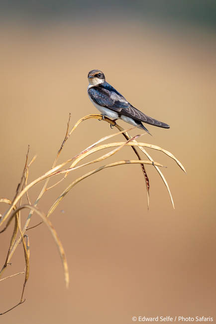 Image from exclusive luangwa photo safari by edward selfe