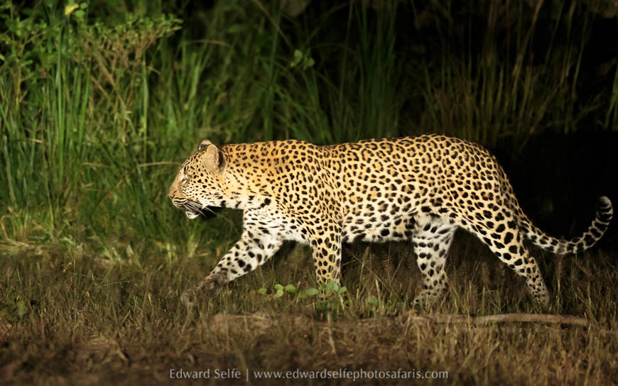 Wildlife image from photo safari in south luangwa with edward selfe.