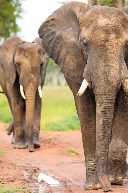 A pair of bull elephants meander down the road in the South Luangwa National Park