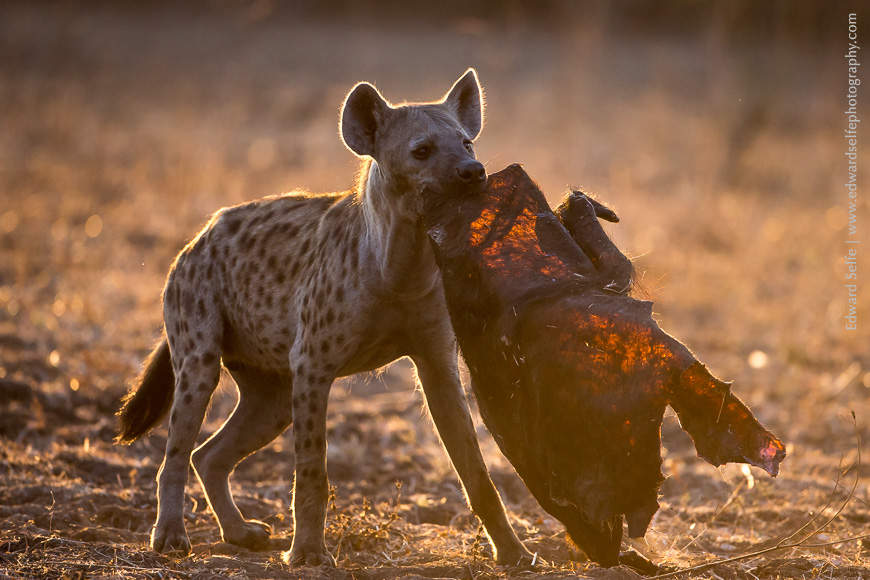 A senior hyaena gets away with the skin of a buffalo carcass in South Luangwa NP, Zambia.