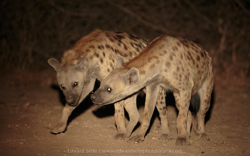 Hyaenas greeting on photo safari with edward selfe in south luangwa national park.