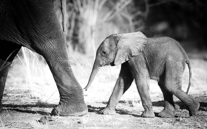 Wildlife image from photo safari with edward selfe.