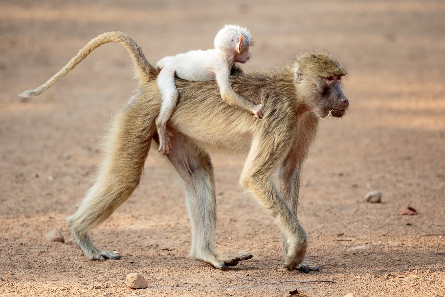 A young white baboon, starting to show some adult colouration in South Luangwa National Park
