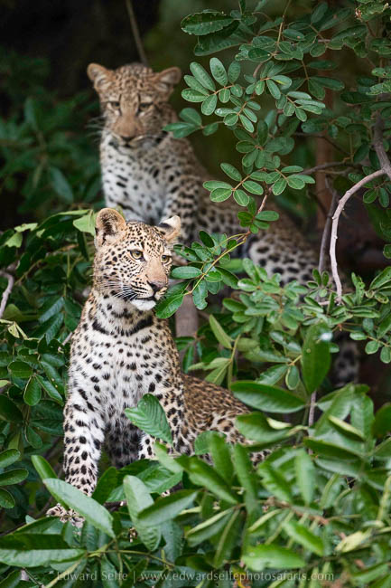 Wildlife image from photo safari with edward selfe safaris.
