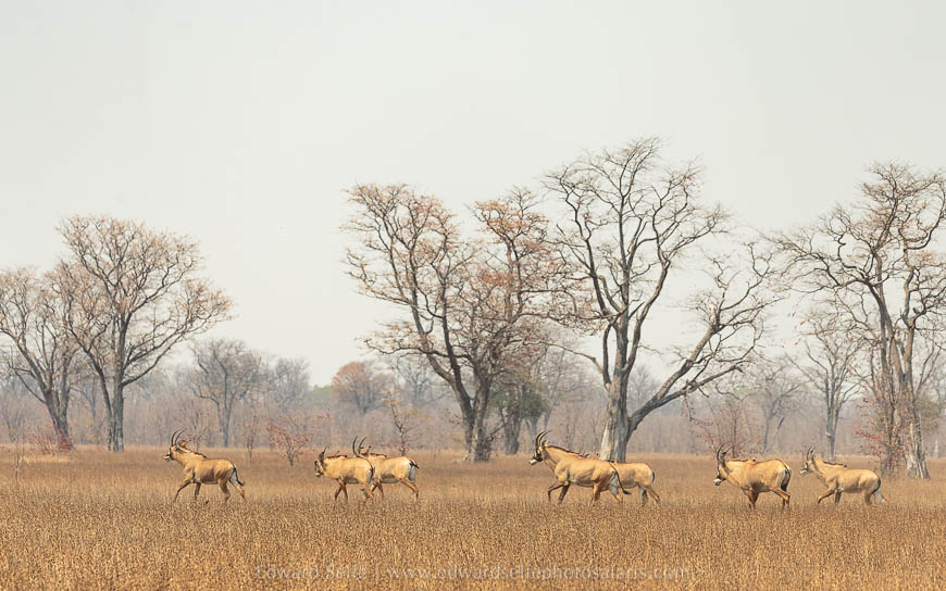 Wildlife image from photo safari with edward selfe in south luangwa national park.