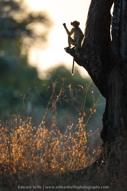 A baboon portrait on photo safari in south luangwa national park.